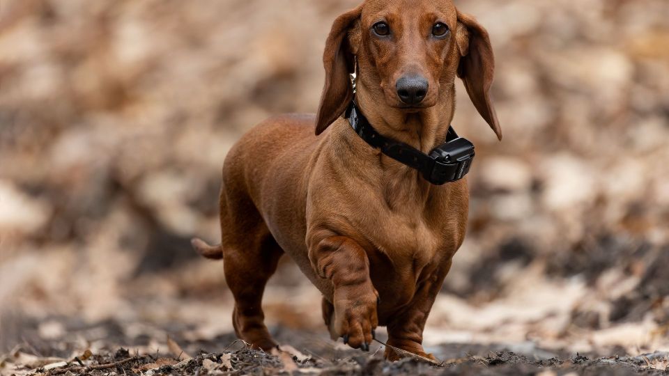Dachshund (Smooth Haired)